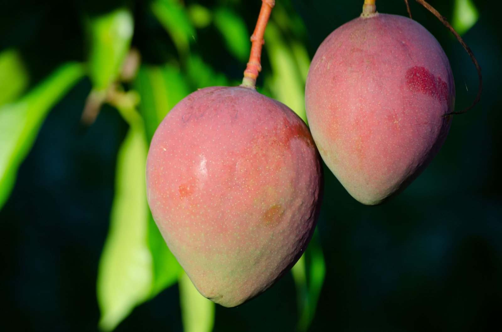 Growing Modern Mangoes: Complete Mango Production Manual